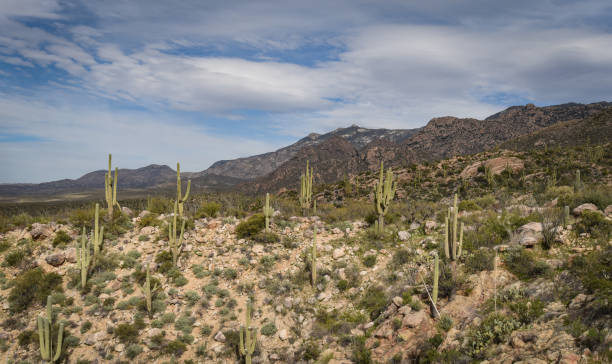 istock Beautiful Desert Landscape 1301040774