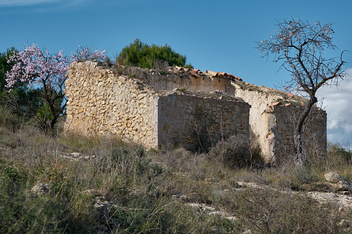 Old rural damaged house in the middle of nature in south Spain. Some almond trees in bloom