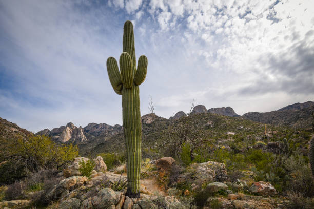 istock Beautiful Saguaro Tree in a Desert Landscape 1301043179