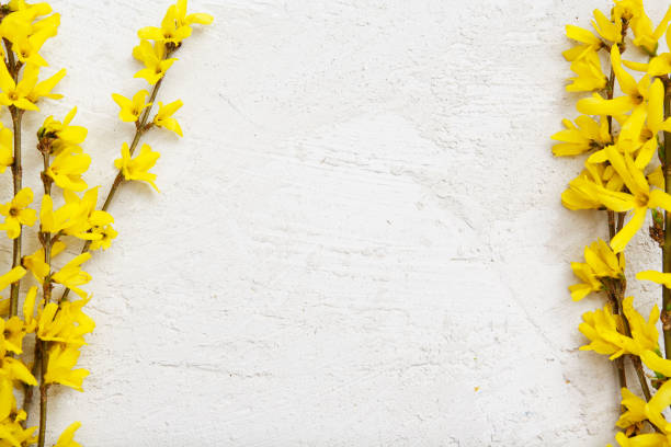 istock Stucco texture with sprigs of spring yellow flowers. Mock up for your text. 1301043369
