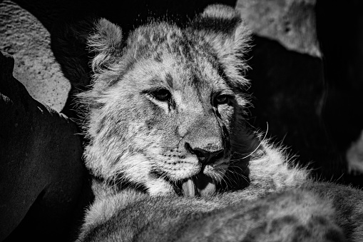 A cute lion cub licking herself clean in the morning sun in black and white