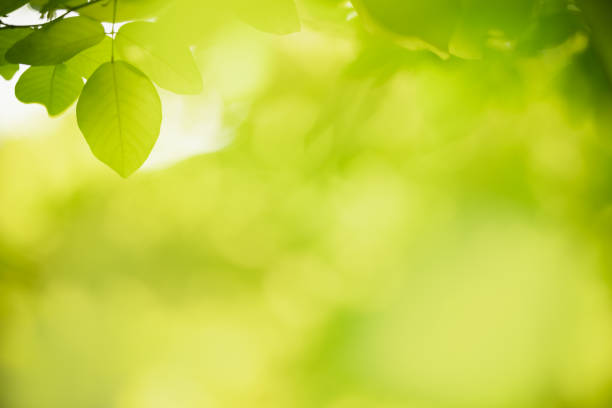 istock Beautiful nature view green leaf on blurred greenery background under sunlight with bokeh and copy space using as background natural plants landscape, ecology wallpaper concept. 1301044464