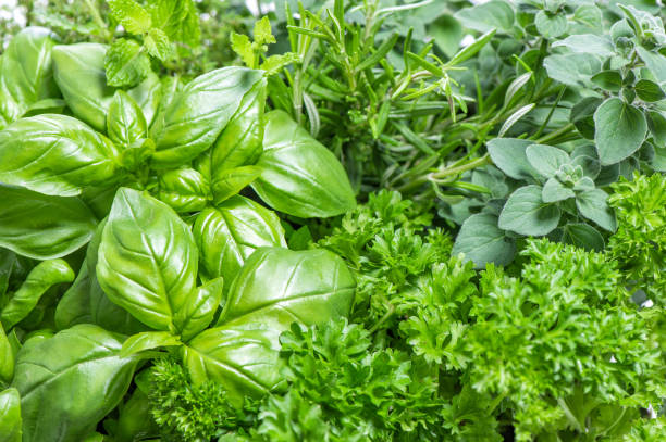 istock Fresh mediterranean herbs leaves Basil, marjoram, parsley, rosemary 1301045237
