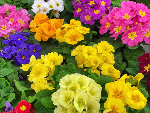 Primula flowers. Floral background. Spring primroses Primula flowers. Floral background. Colorful fresh spring primroses primula stock pictures, royalty-free photos & images