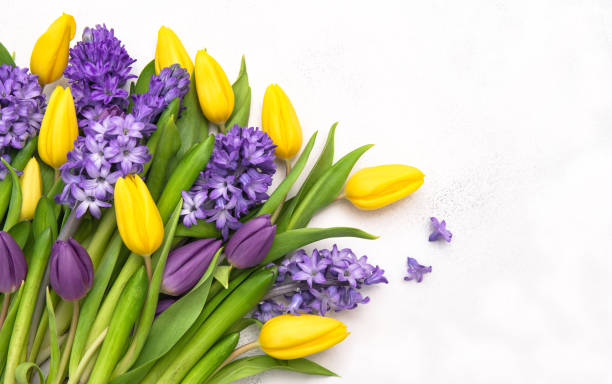 Tulip hyacinth flowers bouquet. Spring floral background