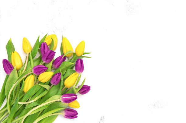 istock Fresh tulips purple yellow Spring flowers 1301045263