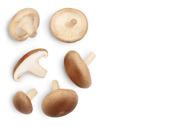 istock Fresh Shiitake mushroom isolated on white background with clipping path. Top view with copy space for your text. Flat lay 1301045323