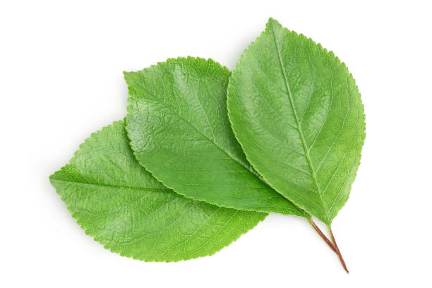 istock cherry leaf isolated on a white background with clipping path and full depth of field. Top view. Flat lay 1301045387