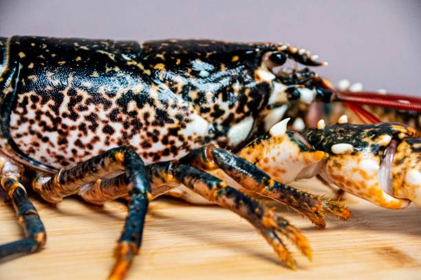 istock Fresh caught lobster  on a wooden table 1301045549
