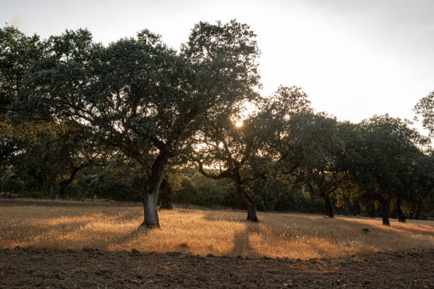 istock Acorn trees in Andalusia Spain 1301045836