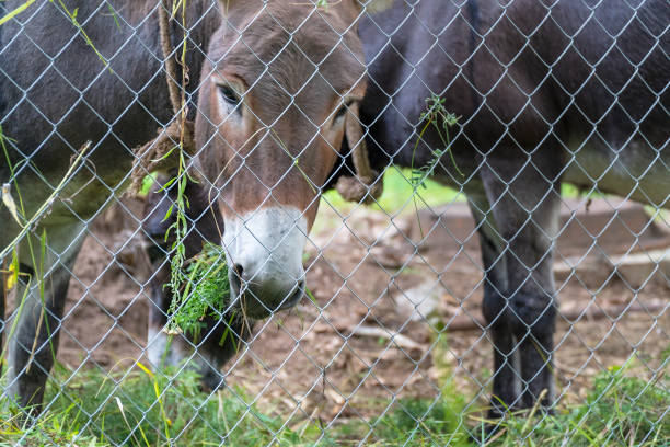 istock Two donkey eat grass behind fence 1301045838