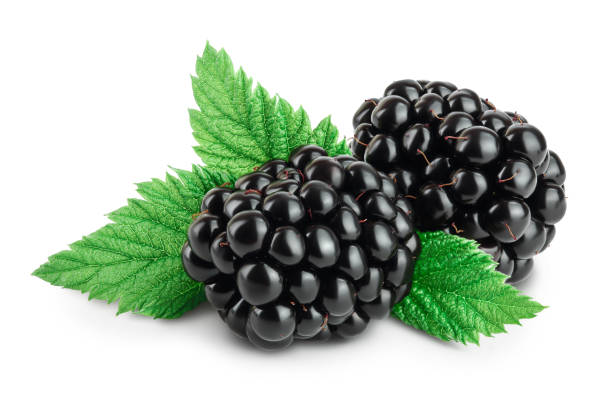 istock blackberry with leaf isolated on a white background closeup. Clipping path and full depth of field 1301045889