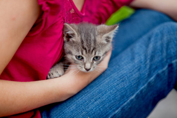 istock A little tabby kitten being smothered with love. 1301046070