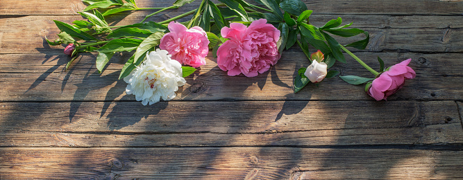 beautiful peonies on old dark wooden background in sunlight