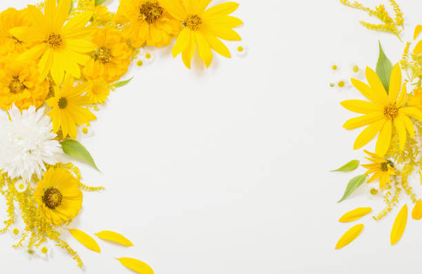 istock yellow flowers on white background 1301046115