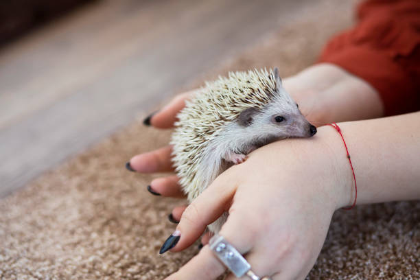 istock Woman holding her pet hedgehog 1301046411