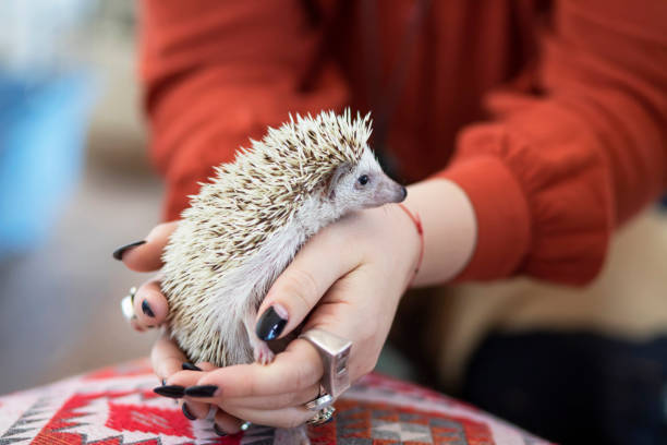 istock Woman holding her pet hedgehog 1301046450