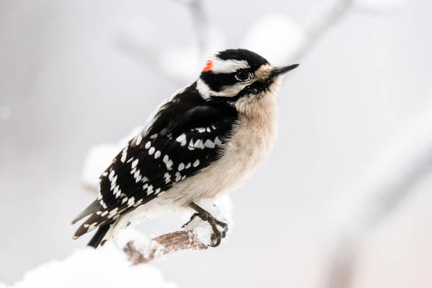 istock Downy woodpecker (Picoides pubescens) perched on snow covered branch 1301048956