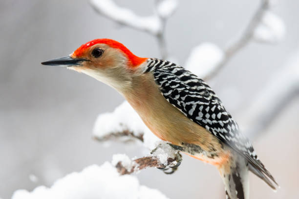 istock Red-bellied woodpecker (Melanerpes carolinus) 1301048998