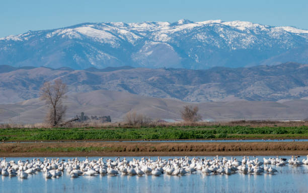 istock Northern California's Snowcapped Secrets 1301049112