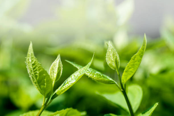 istock two young green fresh shoots reach for each other, spring background 1301049114