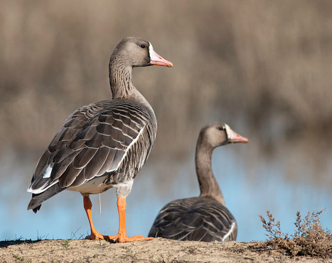 A White-fronted Goose stands on shore
