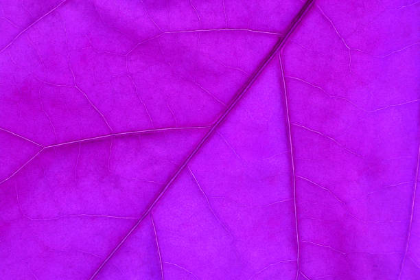Colorful leaf ribs and veins as textured background close up