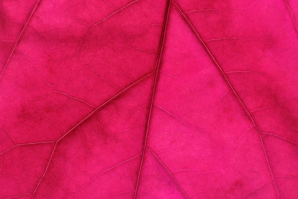 istock Colorful leaf ribs and veins 1301050239