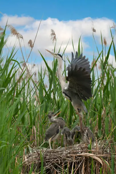 Gray heron at nest with chicks
