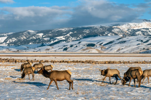 istock Wild elk in Wyoming 1301050367