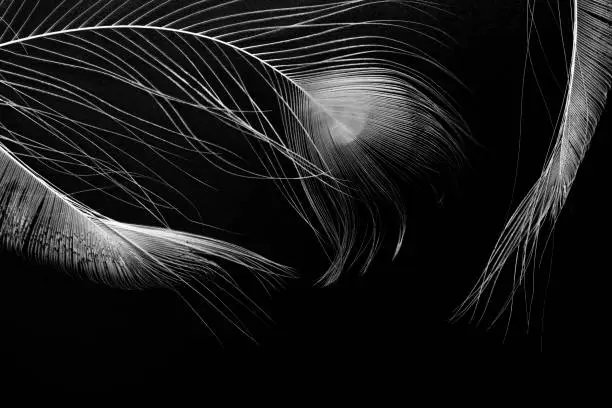 Fragments of three white bird feathers, close-up, isolated on a black background. Abstract horizontal image. Top view.