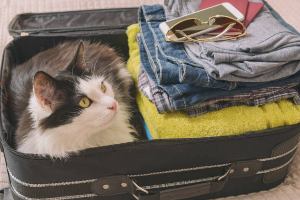 istock Cat sitting in the suitcase 1301050413