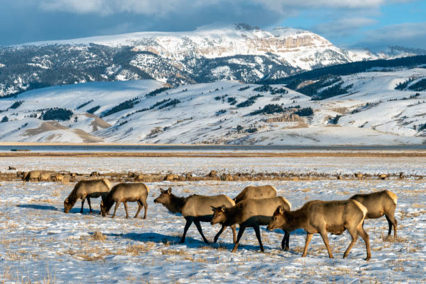 istock Wild elk in Wyoming 1301050578