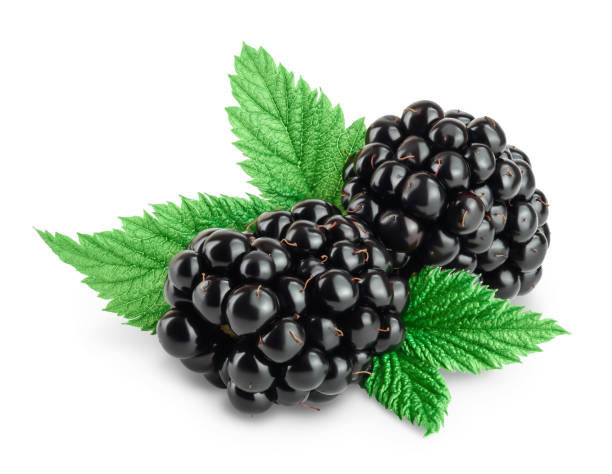 istock blackberry with leaf isolated on a white background closeup. Clipping path and full depth of field 1301050888
