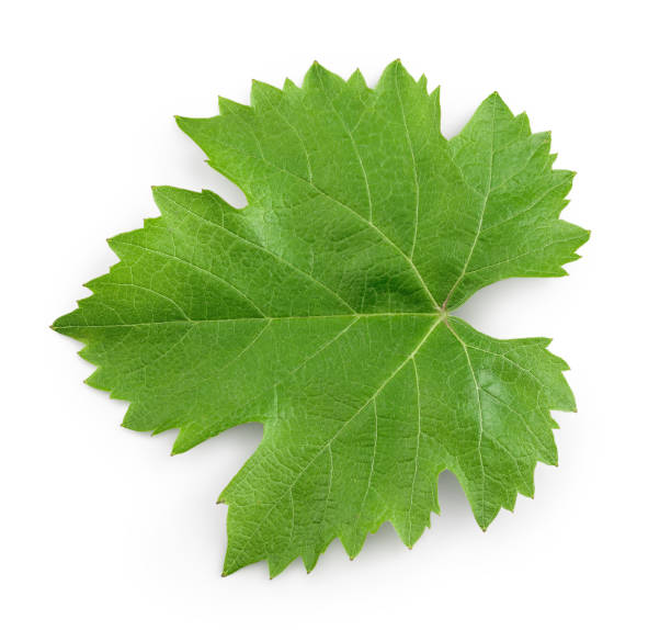 istock Grape leaf isolated on white background with clipping path and full depth of field. Top view. Flat lay 1301050960