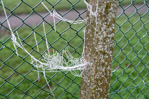 Frozen cobwebs on a fence.