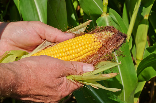 Farmer checking quality of ripe sweet corn plant.