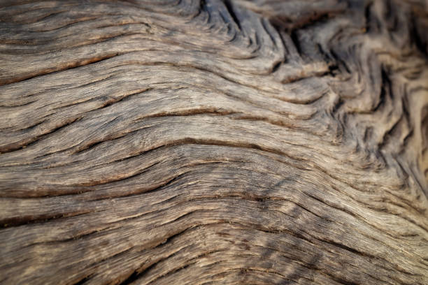 istock Close-up of driftwood. 1301052799