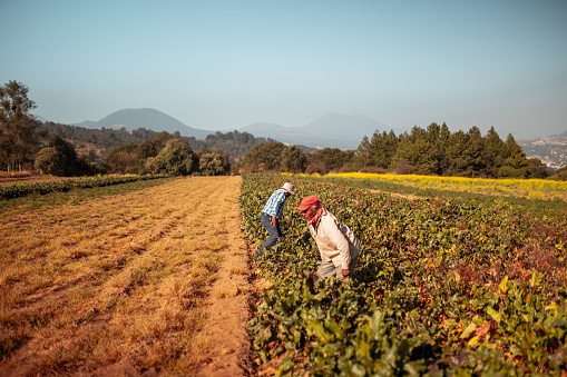 Two farmers working on the beet field