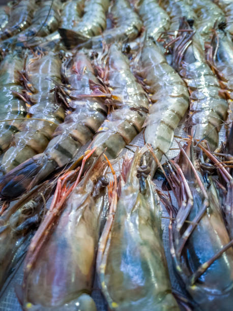 istock Royal large sea prawns stacked in a row 1301054395