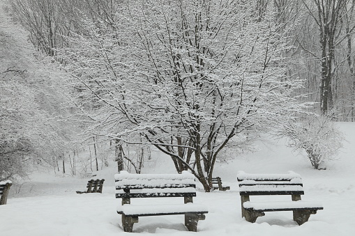 Landscape image of snow covered park benches in a snow storm with a snow covered tree in background.