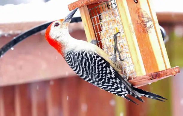 Red-Bellied Woodpecker clings to a snowy Suet Feeder.
