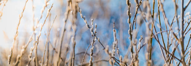 istock Spring branches of pussy willow on colorful blurred background. Beautiful panoramic scenery 1301056977