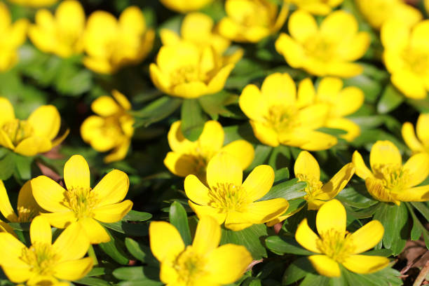 Yellow Winterling in February