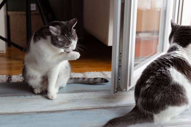 istock Two cats sitting indoors by balcony door 1301057025