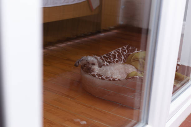 istock Through the window glass look on dog resting inside 1301057026