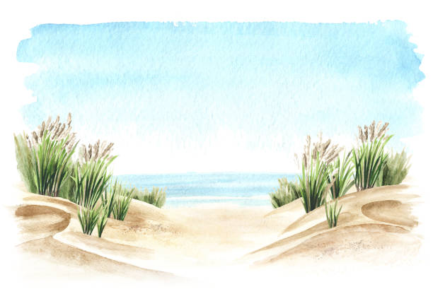 istock Coastal dune, sea grass, beach on the background of the sea with copy space. Hand drawn watercolor illustration, isolated on white background 1301058129