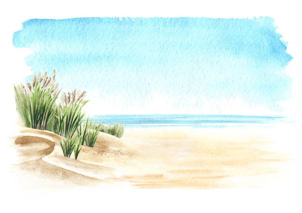 istock Coastal dune, sea grass, beach on the background of the sea with copy space. Hand drawn watercolor illustration,  isolated on white background 1301058131