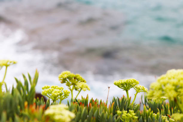 Green and red flora on the edge of the cliff of Torredembarra.