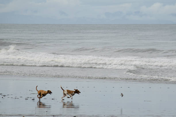 Happy young Asian woman and her Labrador Retriever breed dog enjoy and fun outdoor active lifestyle walking and playing together on tropical beach at sunset.